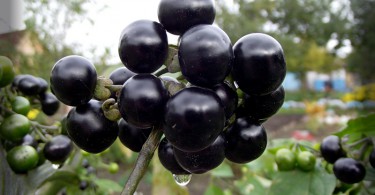 Канадская черника - санберри