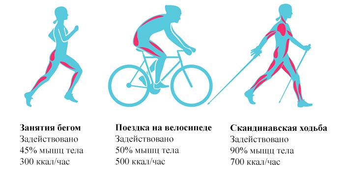 Техника скандинавской ходьбы