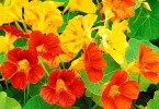 Лечение без антибиотиков