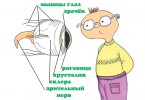 Строение глаз