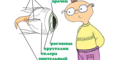 Строение глаз