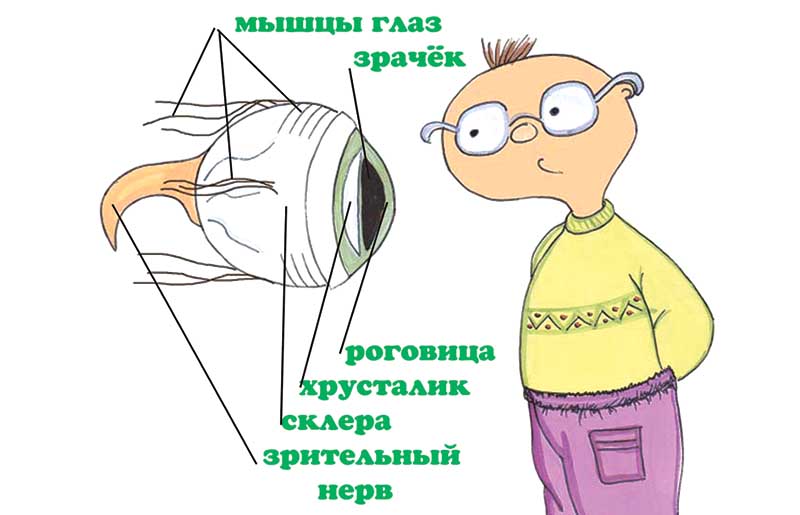 Строение глаз