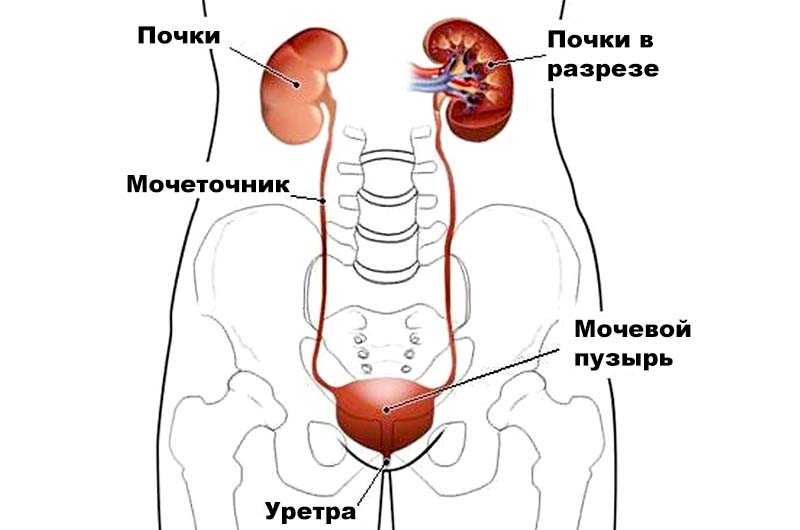 Цистит, пиелонефрит, уретрит