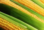 Растворимые кукурузные волокна полезны для женских костей